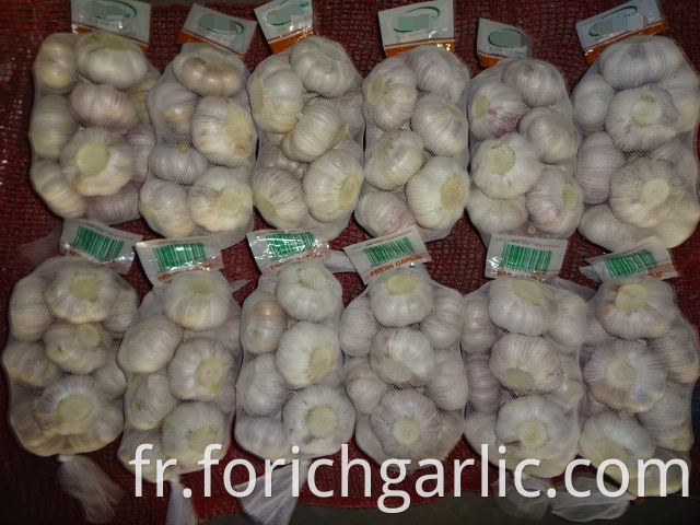 Normal Fresh White Garlic Size 5 0